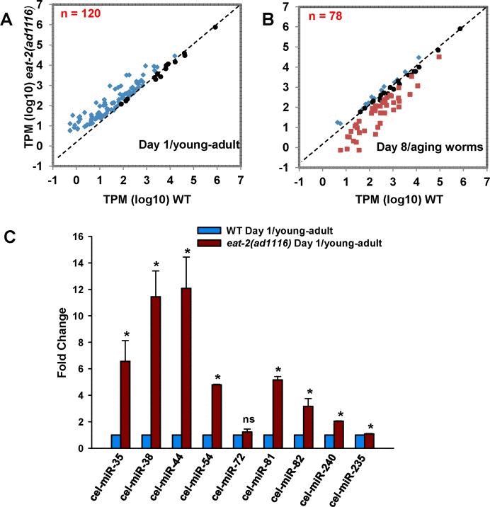 Differential regulation of miRNA population in WT and eat-2(ad1116). A scatter plot of miRNAs commonly expressed between WT and eat-2(ad1116) in (A) day 1 young-adult worms or (B) aging day 8 worms. For this, we considered 120 (day 1) or 78 (day 8) miRNAs (see Table S3) that changed expression in eat-2(ad1116) as compared to WT and had read counts >10. (C) Validation of sequencing results by quantitative real-time PCR. The miRNA expresion of young-adult eat-2(ad1116) was compare to WT worms collected on day 1 of adulthood. Error bars indicate standard deviation between independent biological replicates. The p-values were calculated byt-test (* represent p 