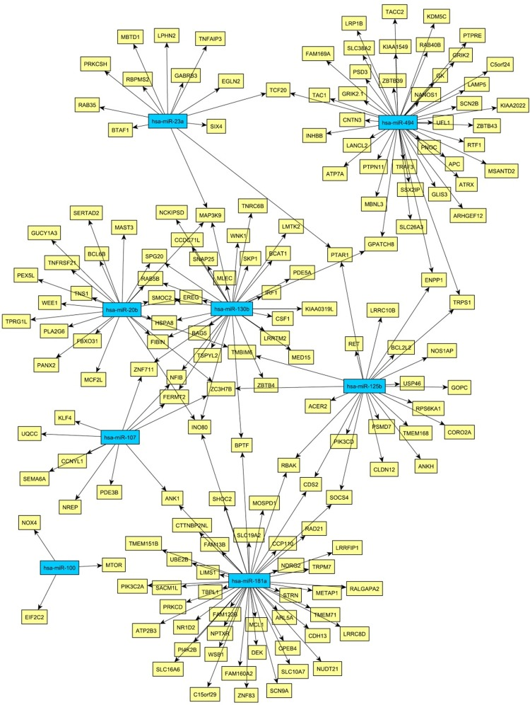 Network of miRNA-mRNA relationships obtained by the combination of target predictions and a penalized regression analysis integrating miRNA and mRNA expression measurements