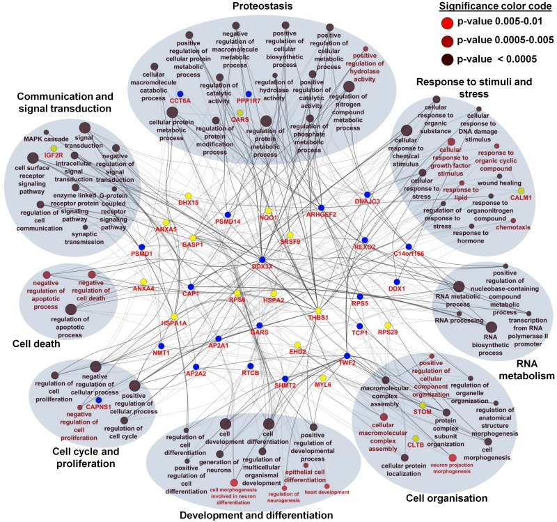 Network and enrichment analysis of age-associated altered proteins using Gene Ontology categories for biological processes