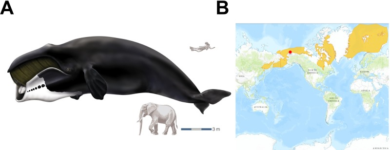 The bowhead whale and overview of its geographic range