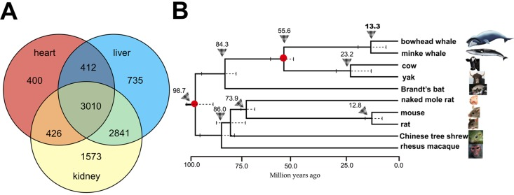 Overview of orthologous genes shared between the bowhead whale and other mammals and the phylogenetic position of the bowhead whale