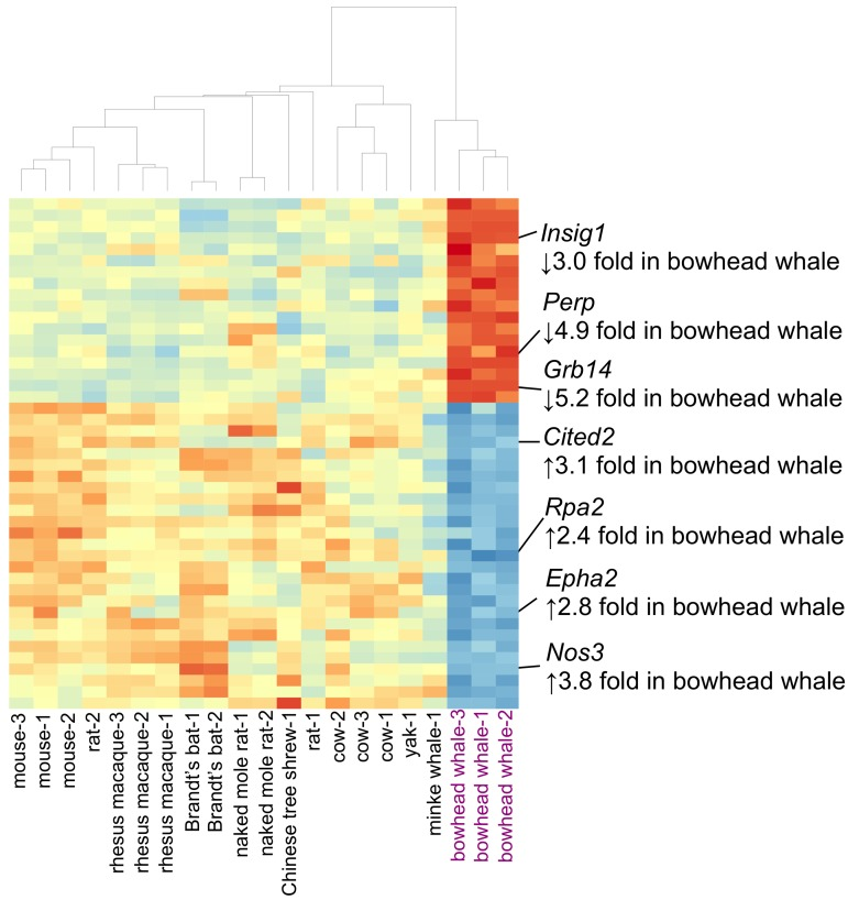 Heat map displaying 45 genes differentially expressed in the bowhead whale liver
