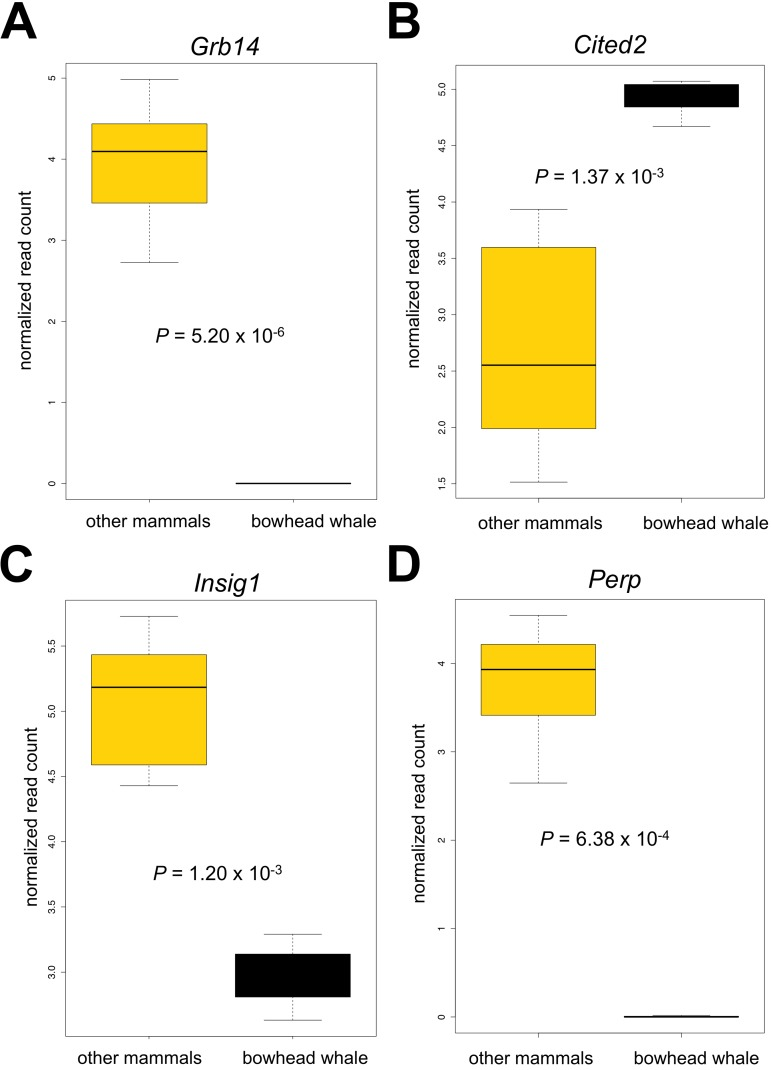 Boxplots of selected genes differentially expressed in the bowhead whale liver