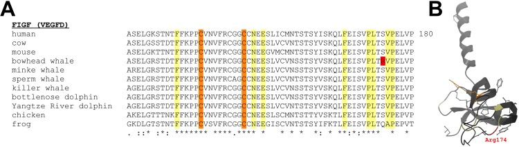 Evolution of vertebrate VEGFD protein sequences