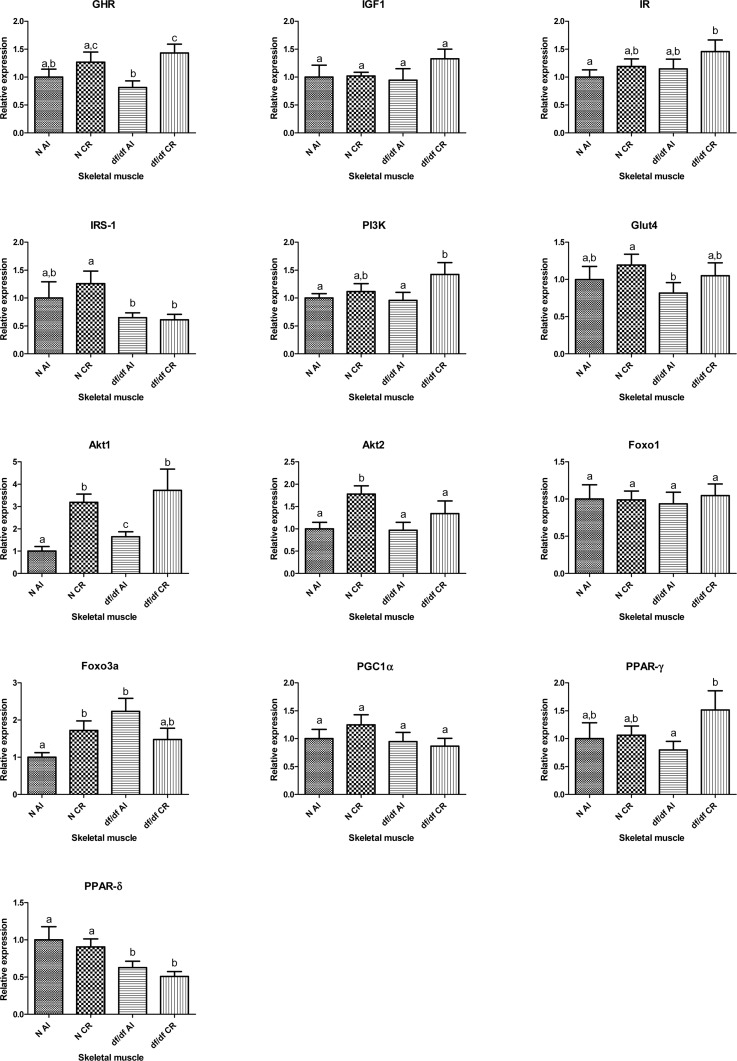 Relative gene expression in skeletal muscle of Normal (N) and Ames dwarf (df/df) mice fed ad libitum (AL) or subjected to 30% calorie restriction (CR). Groups which do not share the same letter display a statistical significance (p 