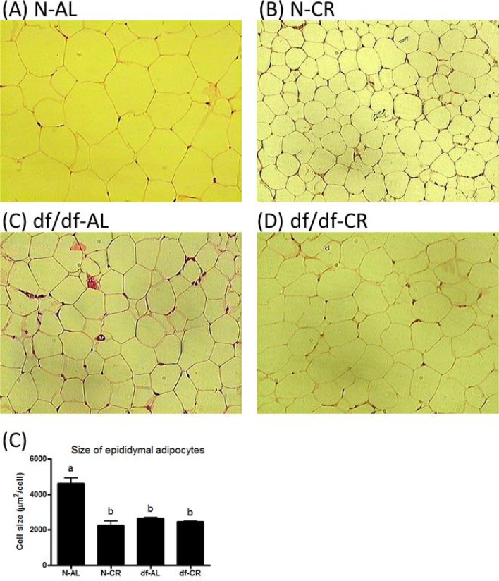 Adipocytes of epididymal adipose tissue from Normal and Ames dwarf mice. Histological effect of genotype and CR on adipocytes size of epididymal adipose tissue from ormal and Ames dwarf mice.