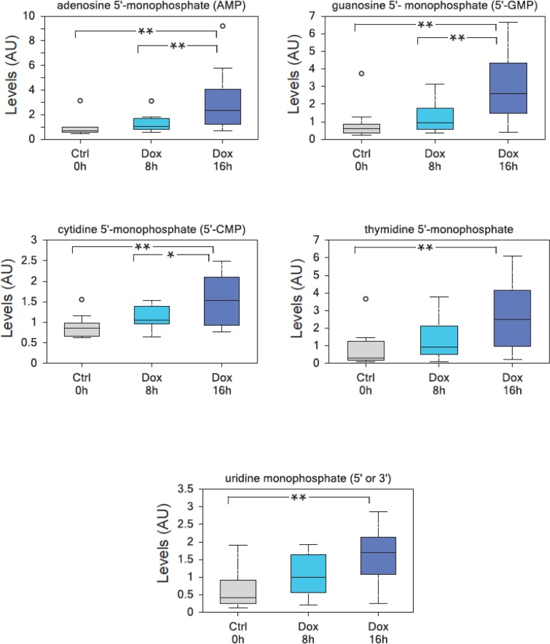 TAp73 overexpression induces nucleotide monophosphates