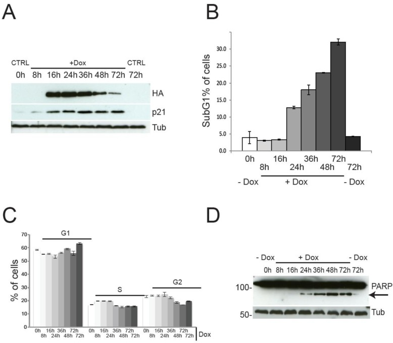 Cell cycle progression and cell death by TAp73β expression