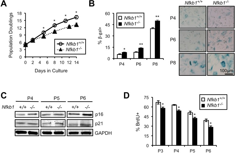 Primary Nfkb1−/− MEFs exhibit premature cellular senescence