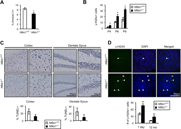 Loss of Nfkb1 is associated with decreased apoptosis and increased γH2AX accumulation