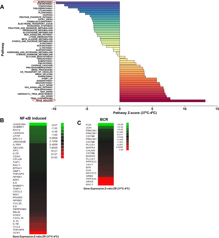 Effect of increased metabolic activity on gene expression profile in CD4+ T lymphocytes