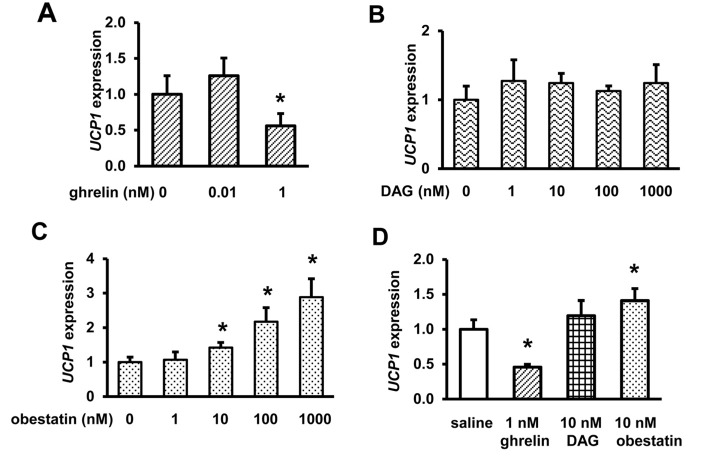 Ghrelin and obestatin exhibit differential effects on UCP1 expression in differentiated brown adipocyte HIB1B cells