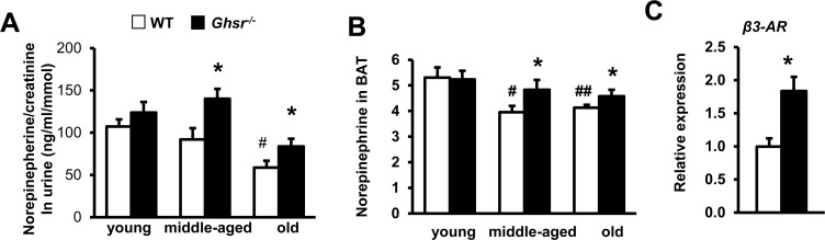 Ablation of GHS-R prevents age-associated decline of norepinephrine (NE) and enhances NE-responsiveness