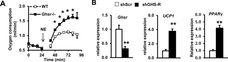 GHS-R directly regulates thermogenic activation in brown adipocytes