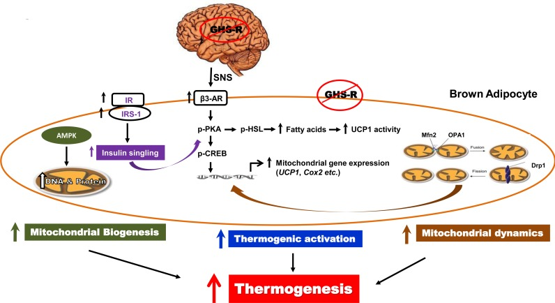 Schematic diagram of GHS-R mediated thermogenic regulation in brown adipocytes