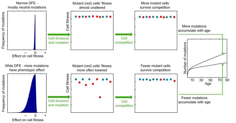 The proposed effect of the mutation DFE on the slope of mutation accumulation in stem cell pools with age