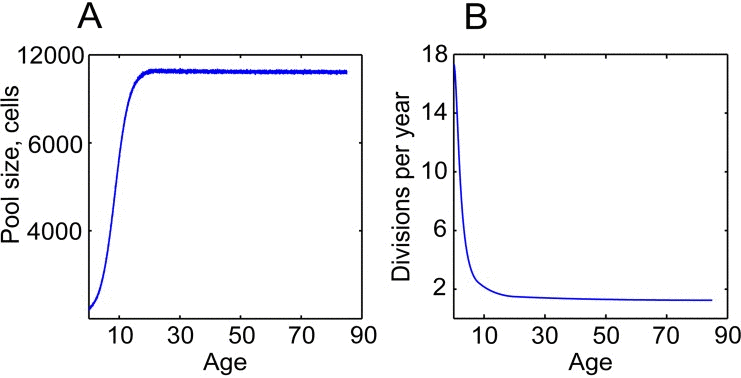 HSC division rates and pool size change dramatically throughout life