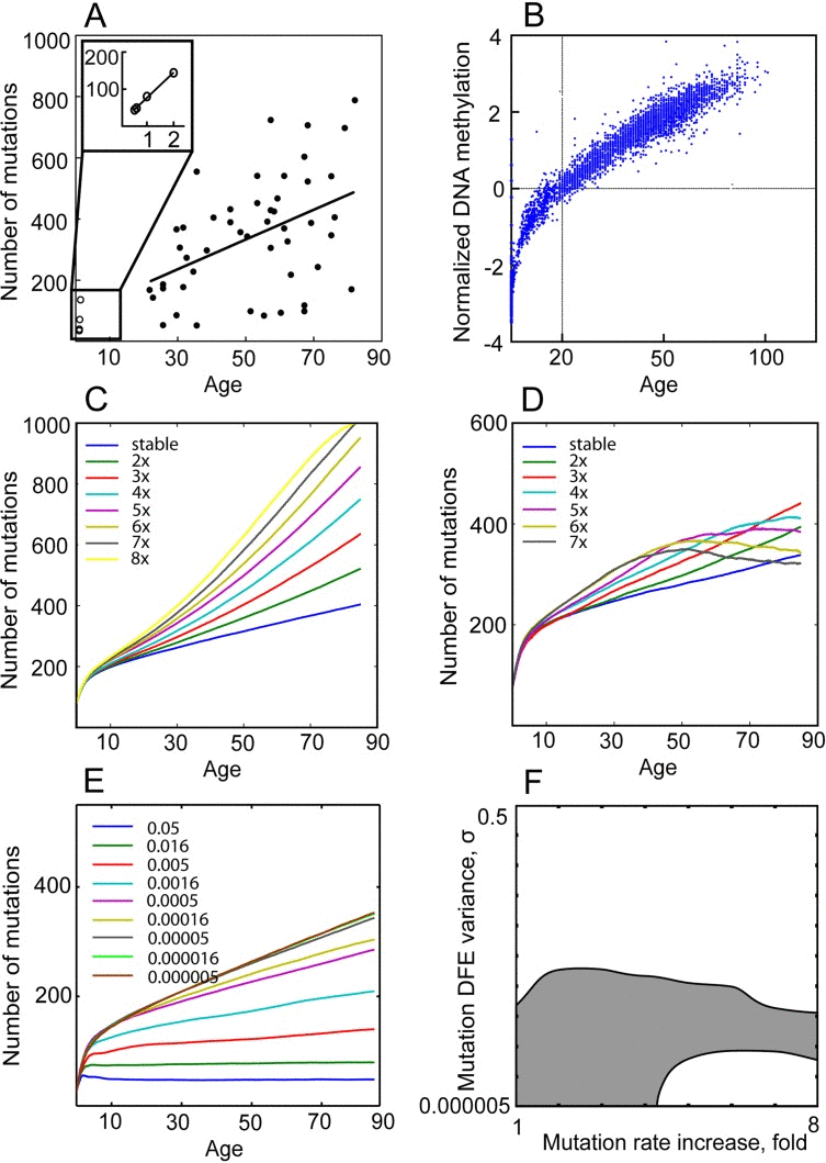 Mutation DFE affects the mutation accumulation slope