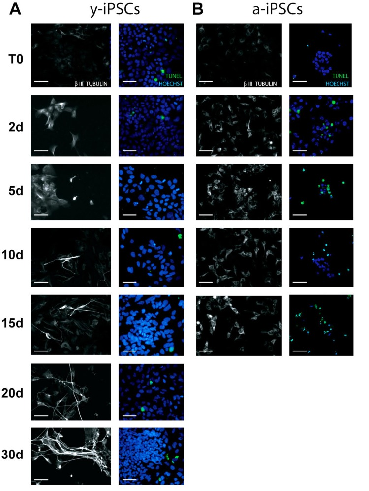 Analysis of neuronal differentiation and cell death in y- and a-iPSCs