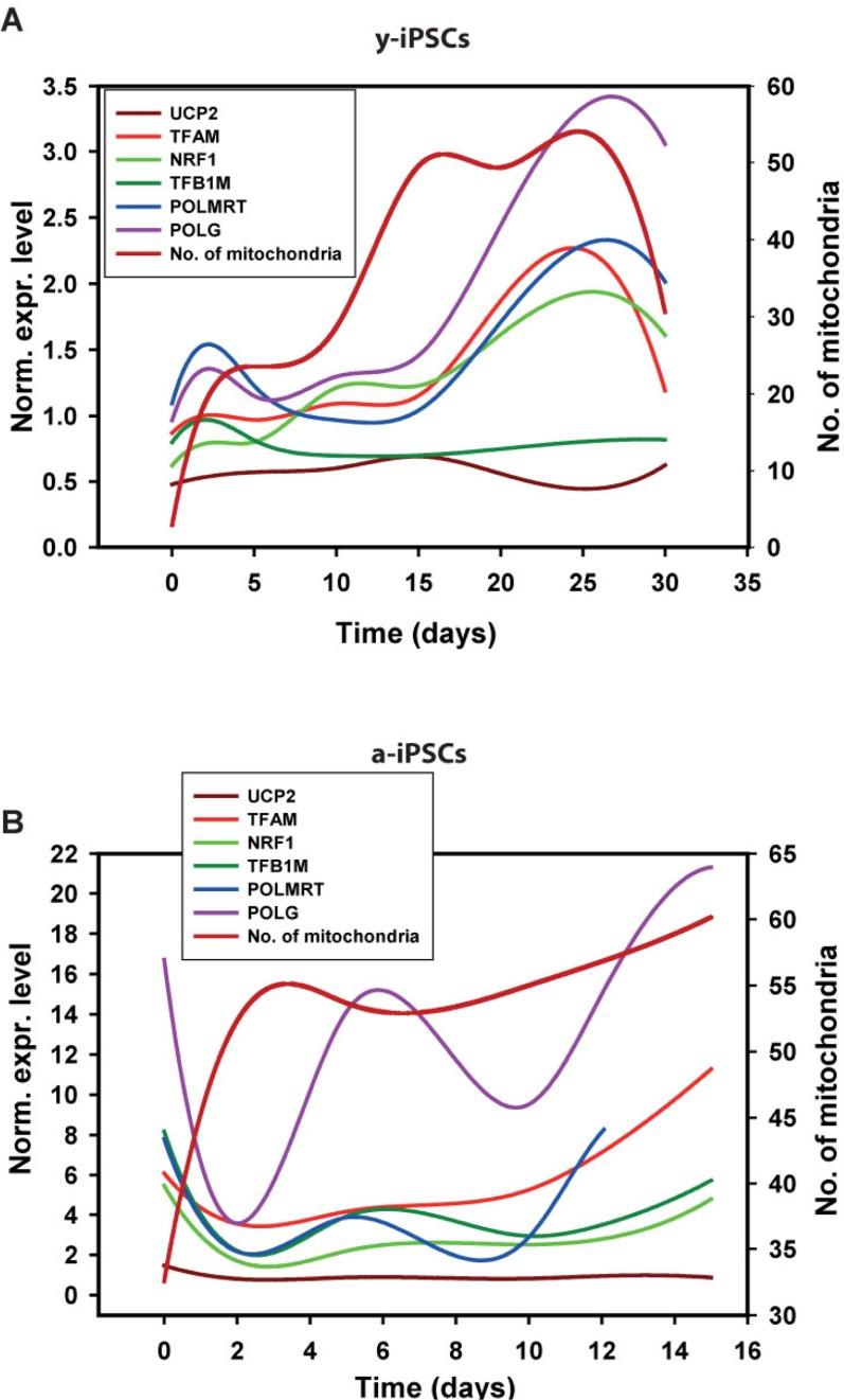 Gene expression analysis of genes relevant to mitochondrial biogenesis in young and aged-iPSCs during neuronal differentiation in relation to the mitochondrial number