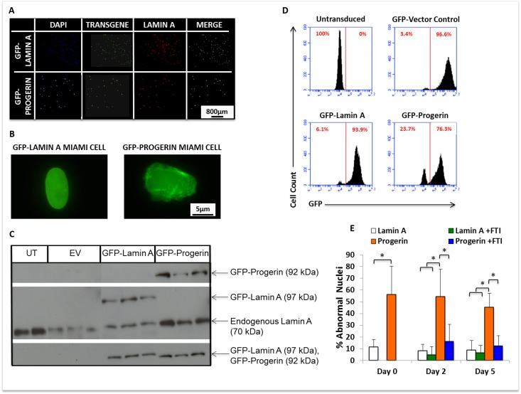 MIAMI cells stably expressing GFP-lamin A and GFP-progerin transgenes demonstrate nuclear abnormalities that can be ameliorated by FTI. (A) Immunofluorescent images of GFP-lamin A and GFP-progerin MIAMI cells. MIAMI cells collected from a 20-year old individual were retrovirally transduced with vectors containing GFP-lamin A and GFP-progerin transgenes, and a vector control. Cells were stained with antibody against Lamin A/C and immunofluorescently imaged to visualize Lamin A expression. (B) Representative image of MIAMI cell nuclei expressing lamin A only (left) or progerin (right). (C) Representative images of western blots probed with antibodies against Lamin A only, Progerin only, and GFP. Endogenous lamin A was used as a loading control. UT=Untransduced MIAMI cells, EV= Empty vector control, Lamin A=GFP-Lamin A transduced, Progerin=GFP-Progerin transduced. Vector control cells in panel C were not transduced with transgene expressing GFP. (D) Quantification by flow cytometry of GFP expression in control and transduced cell lines. (E) Progerin expression from a transgene significantly increases nuclear abnormalities in MIAMI cells, and FTI treatment ameliorates these effects. FTI treatment did not significantly affect GFP-lamin A MIAMI cells. Values are mean ± standard deviation (n≥3). *pt-test.