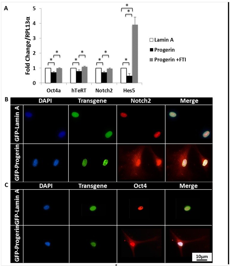 Progerin decreases self-renewal markers and leads to cytoplasmic accumulation of self-renewal transcription factors. (A) qPCR analysis of self-renewal markers that are normally expressed in MIAMI cells. Progerin expression significantly decreases Oct4, hTeRT, Notch2, and Hes5 mRNA expression. FTI treatment significantly increases mRNA expression of these self-renewal markers. Dotted line represents control, untreated lamin A-MIAMI cells set to 1. Asterisk over progerin-MIAMI cells signifies progerin-MIAMI cells significantly differently from untreated lamin A-MIAMI cells. Values are mean ± standard deviation (n≥3). *pt-test. (B) Immunofluorescent images of progerin and lamin A MIAMI cells demonstrate that progerin expression leads to Notch2 and Oct4 accumulation in the cytoplasm, which is normally localized to the nucleus in lamin A MIAMI cells.