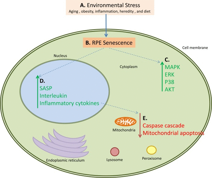 An example of how multiple pathways are activated and down-regulated during AMD