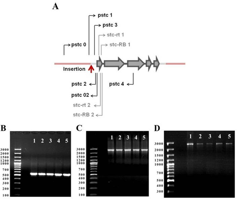 stc gene map and PCR analysis of stc structure in revertant lines. (A) stc gene map. Gray arrows: exons; black sections:introns; gray sections: untranslataed regions; pink sections: background sequences; red arrow: P{SUPor-P}stcKG01230 insertion site; black arrows: primers used for PCR; gray arrows: primers used for Real Time RT-qPCR. (B) PCR with primers pstc1 and pstc2 (expected product size 555 bp); (C) PCR with primers pstc0 and pstc02 (expected product size 2508 bp); (D) PCR with primers pstc3 and pstc4 (expected product size 2562 bp). 1: control line; 2: rev1, 3: rev3, 4: rev4; 5: rev5.