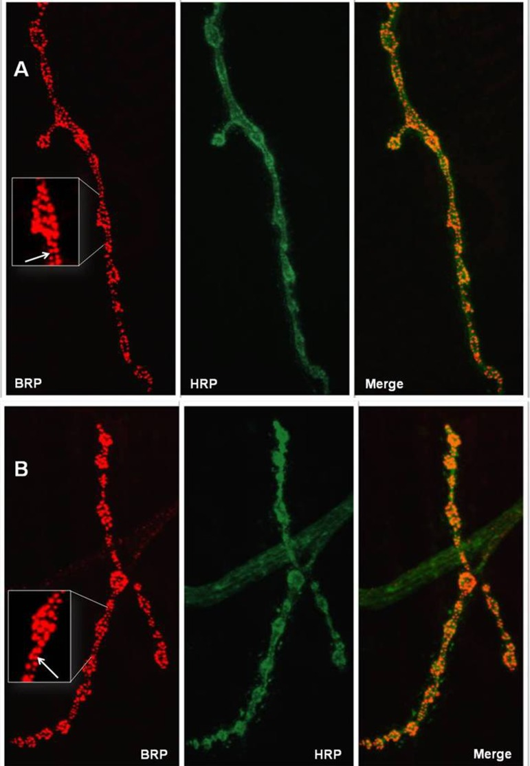 Active zones at representative neuromuscular junctions of wandering stage III female larvae. (A) control line. (B) stcP line. Left panels: NMJs are probed with anti-BRP (Bruchpilot), red color. Middle panels: NMJs are probed with anti-HRP (HorseRedish Peroxidase), green color. Right panels: merge. Enlarged parts of NMJs are shown in white frames. White arrows indicate red grains corresponding to active zones that were counted to characterize synaptic activity.
