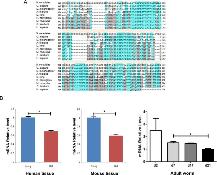 Pch-2 is an evolutionarily conserved gene and its expression declines with tissue aging across species