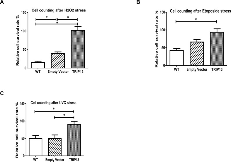 TRIP13 over-expression human fibroblast cells are resistant to stressors of oxidation, apoptosis and DNA damage