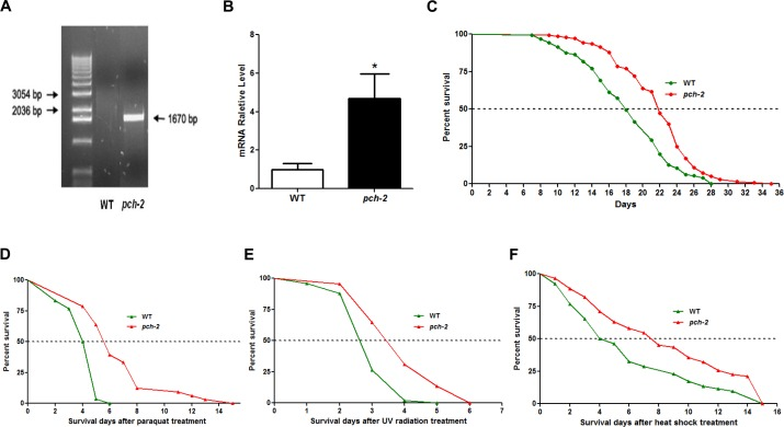 Pch-2 over-expression extends lifespan and enhances stress-resistance in C. elegans