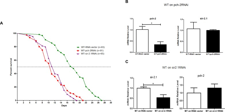 Inhibition of pch-2 and sir-2 expression by RNAi impacts lifespan