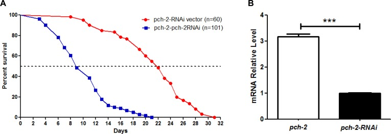 Inhibition of pch-2 by RNAi impacts lifespan of pch-2 over-expressing C. elegans