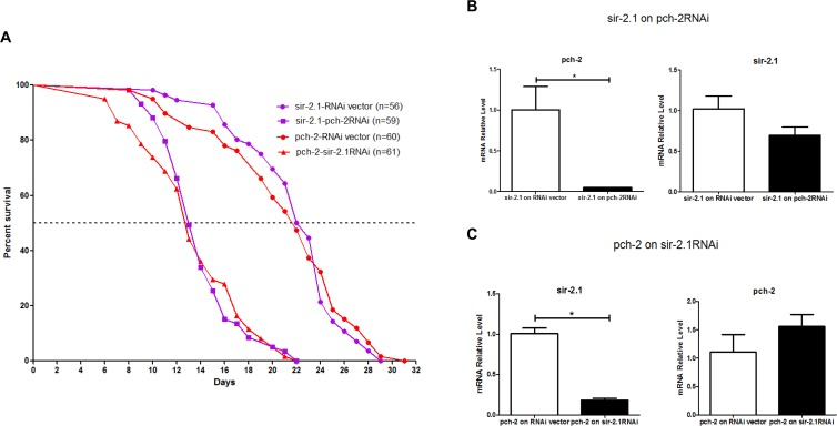 RNAi inhibition of both pch-2 in sir-2.1 over-expressing worms, and sir-2.1 in pch-2 over-expressing worms, shortens lifespan