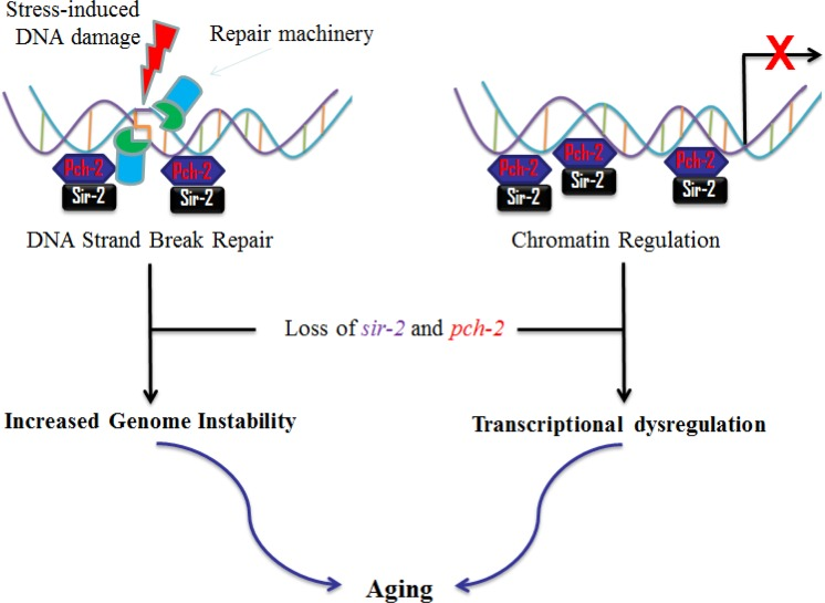 Proposed interactions of pch-2 and sir-2 in aging in C. elegans