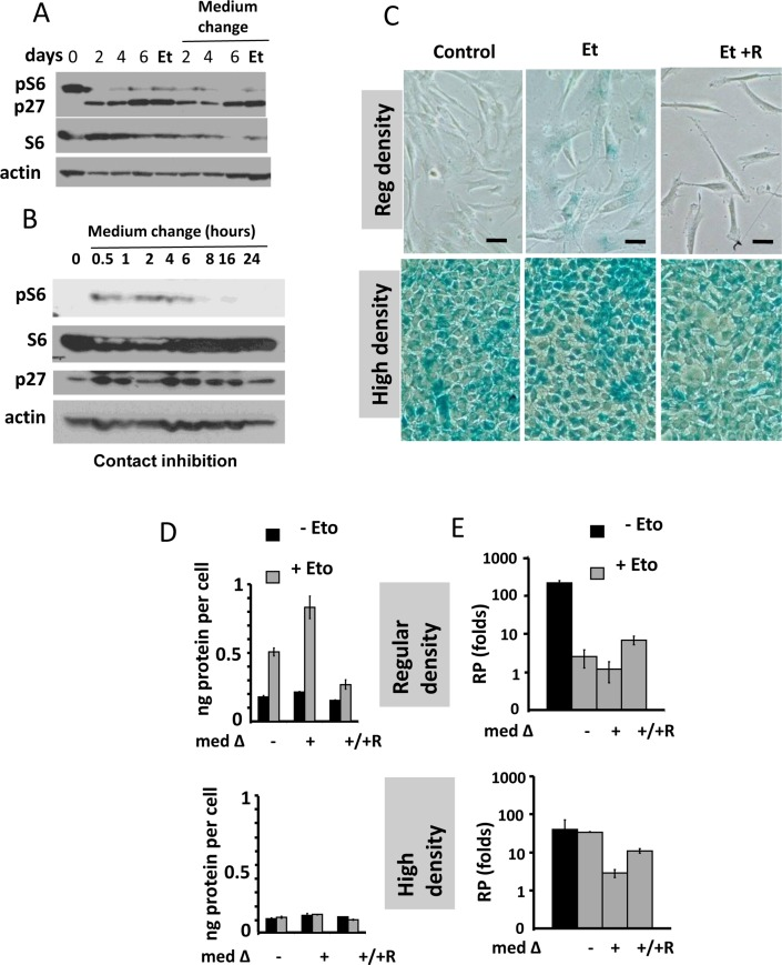 Contact inhibition suppresses etoposide-induced senescence in WI-38t cells