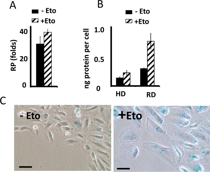 Suppression of etoposide-induced senescence in RPE cells