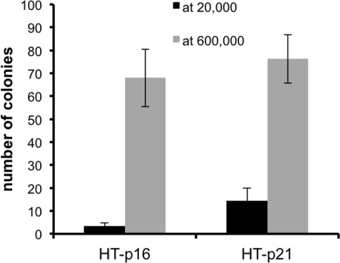 Effect of high density (HD) on p21- and p16-induced senescence
