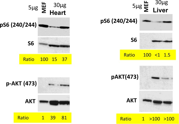 Comparison of p-S6(S240/244) and pAKT(S473) levels in murine heart and liver vs cultured MEFs