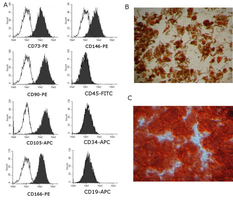 Representative results of routine analysis of BM-MMSC samples quality