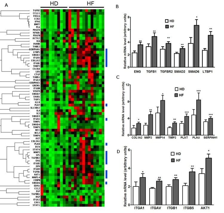 Analysis of expression of genes that regulate regeneration and remodeling in BM-MMSC from HD and HF patients