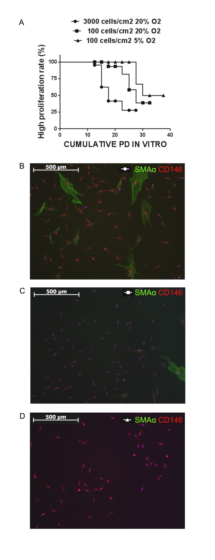 Culturing strategy affects the phenotype of cellular population and the efficiency of in vitro expansion