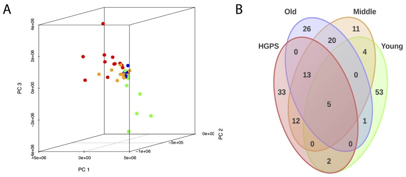 (A) PAS values of all samples were transformed into the first three principal components using principal component analysis (PCA). “Young”, “Middle”, “Old” and “HGPS” are depicted in green, yellow, blue and red color respectively. (B) Venn diagram representing the number of similarly up-/down-regulated pathways between “Young”, “Middle”, “Old” and “HGPS” groups. Similarity of PAS values distributions of different pathways for given groups were computed using equivalence T-test (pairwise comparison) and equivalence F-test (comparison of three and four groups).