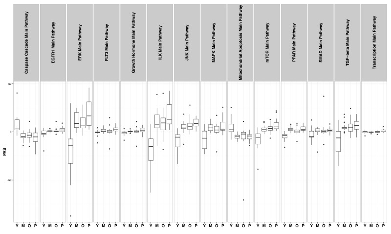 Distribution of PAS values in “Young” (Y), “Middle” (M), “Old” (O) and “HGPS” (P) groups in 14 different signaling pathways.