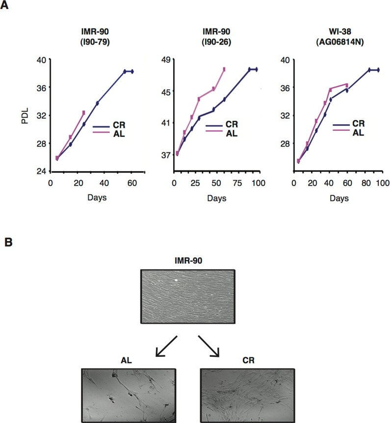 CR serum delays senescence and extends the lifespan of normal human diploid fibroblasts