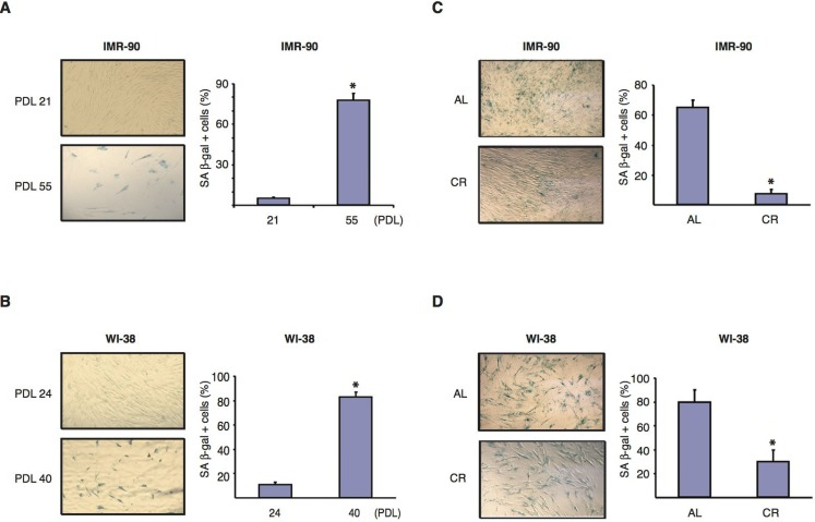 CR serum reduces SA-β-gal activity in normal human diploid fibroblasts