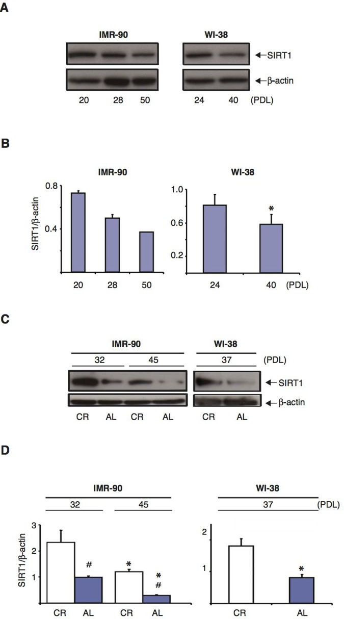 SIRT1 protein levels in normal human diploid fibroblasts decrease with increasing passage number and CR treatment retards this effect