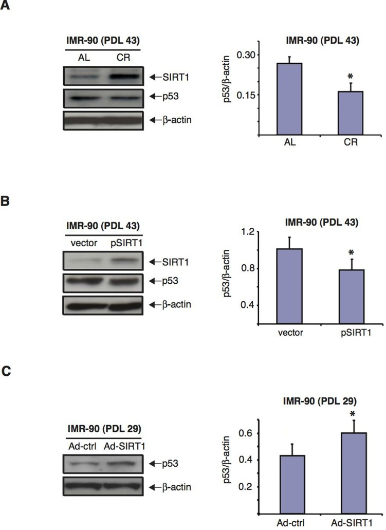 CR serum and over-expression of SIRT1 decrease p53 levels whereas SIRT1 knockdown increases them in IMR-90 cells