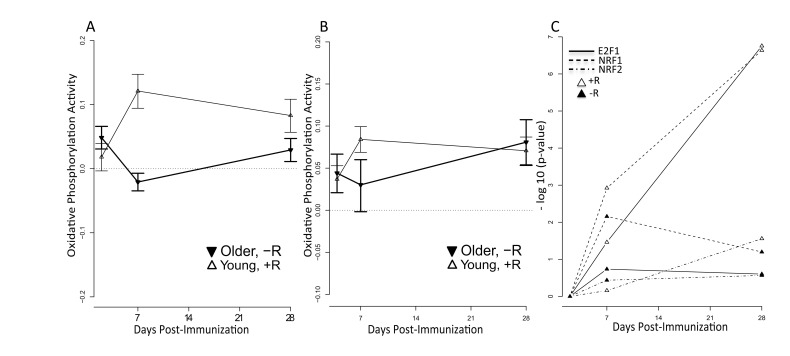 Increased mitochondrial activity among young vaccine responders